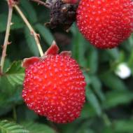 Саженец Земляничная малина Юстина в контейнере